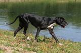 DOGUE ALLEMAND 085